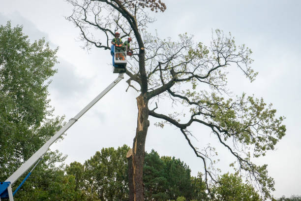 Best Large Tree Removal  in Hooper, UT